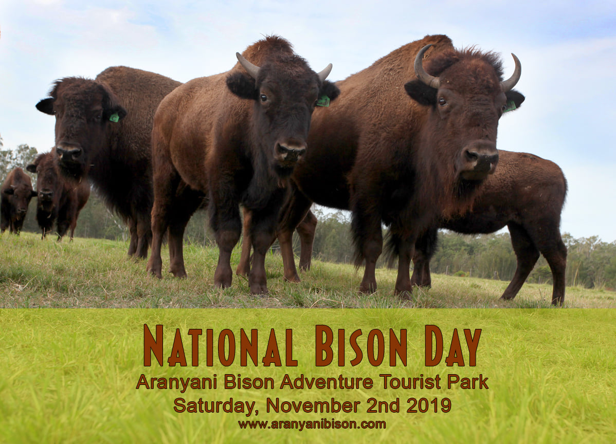 National Bison Day Richmond Valley Council